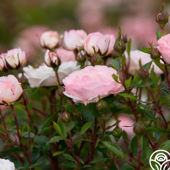 Heirloom Roses Calypso Outlet