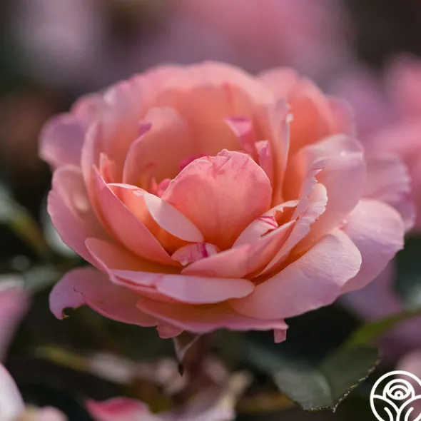 Heirloom Roses Calypso Outlet