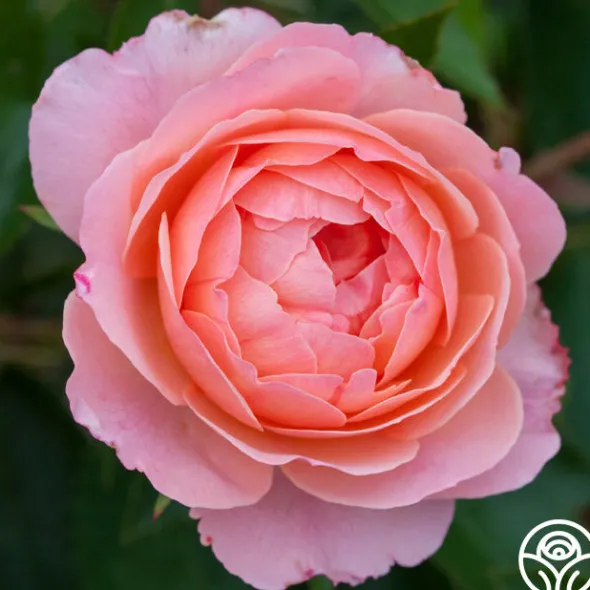 Heirloom Roses Calypso Outlet