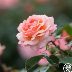 Heirloom Roses Calypso Outlet