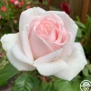 Heirloom Roses Cameo Perfume™ Online