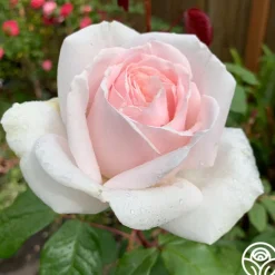 Heirloom Roses Cameo Perfume™ Online
