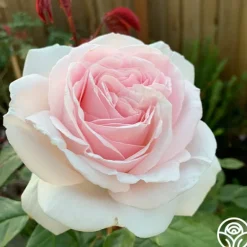Heirloom Roses Cameo Perfume™ Online