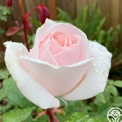 Heirloom Roses Cameo Perfume™ Online