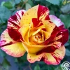 Heirloom Roses Camille Pissarro® Discount