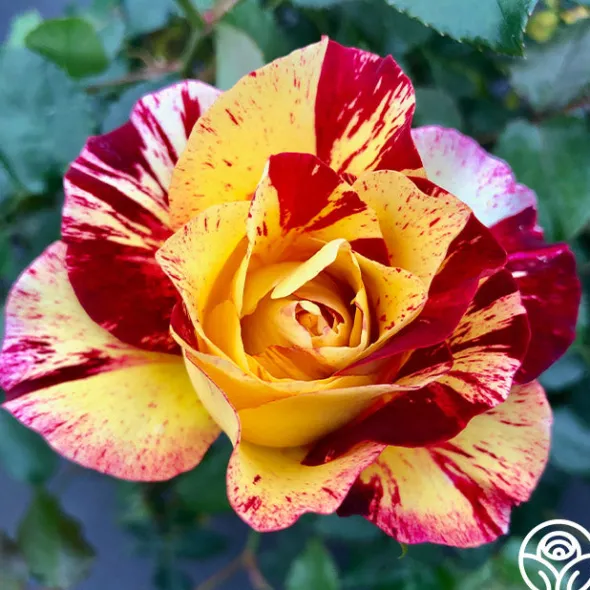 Heirloom Roses Camille Pissarro® Discount