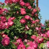 Heirloom Roses Cancan™ Clearance