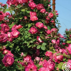 Heirloom Roses Cancan™ Clearance
