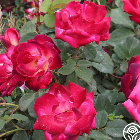 Heirloom Roses Cancan™ Clearance