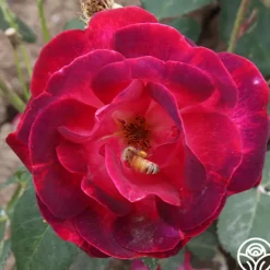 Heirloom Roses Cancan™ Clearance