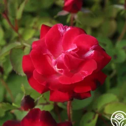 Heirloom Roses Cancan™ Clearance