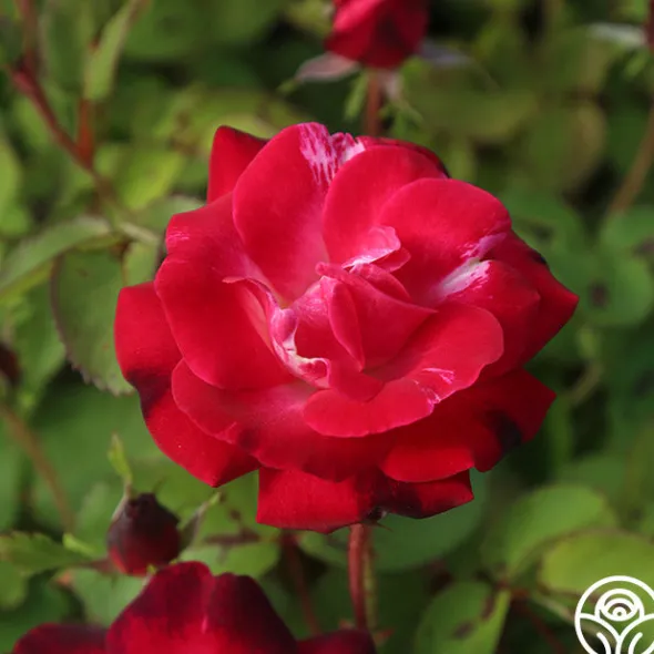 Heirloom Roses Cancan™ Clearance