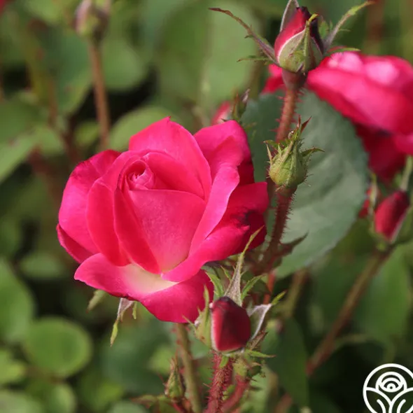 Heirloom Roses Cancan™ Clearance