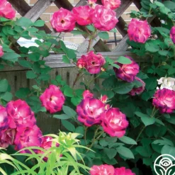 Heirloom Roses Cancan™ Clearance