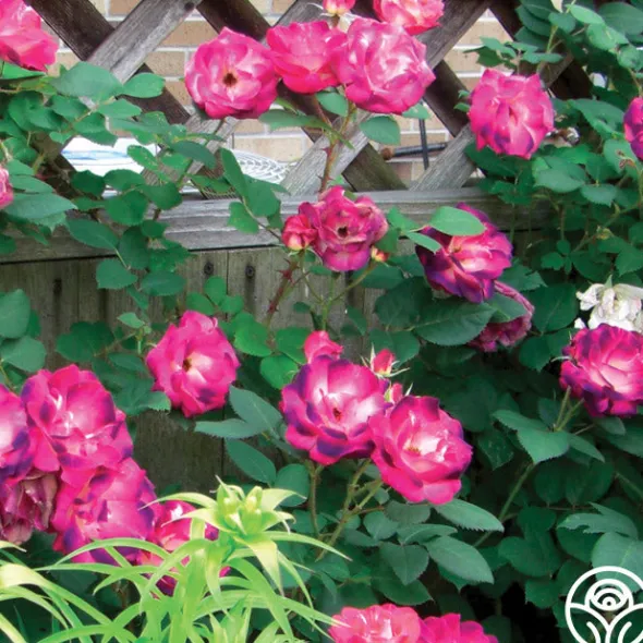 Heirloom Roses Cancan™ Clearance