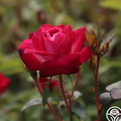 Heirloom Roses Cancan™ Clearance