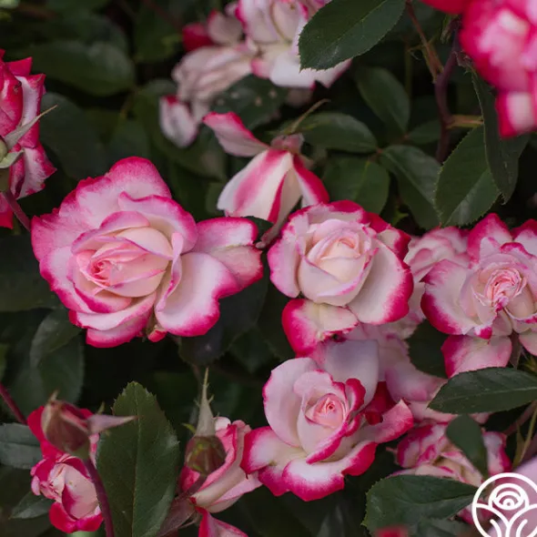 Heirloom Roses Candy Cane Cocktail™ Outlet
