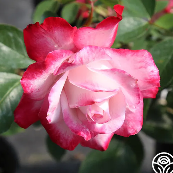Heirloom Roses Candy Cane Cocktail™ Outlet