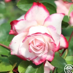 Heirloom Roses Candy Cane Cocktail™ Outlet