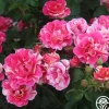 Heirloom Roses Candy Land Outlet