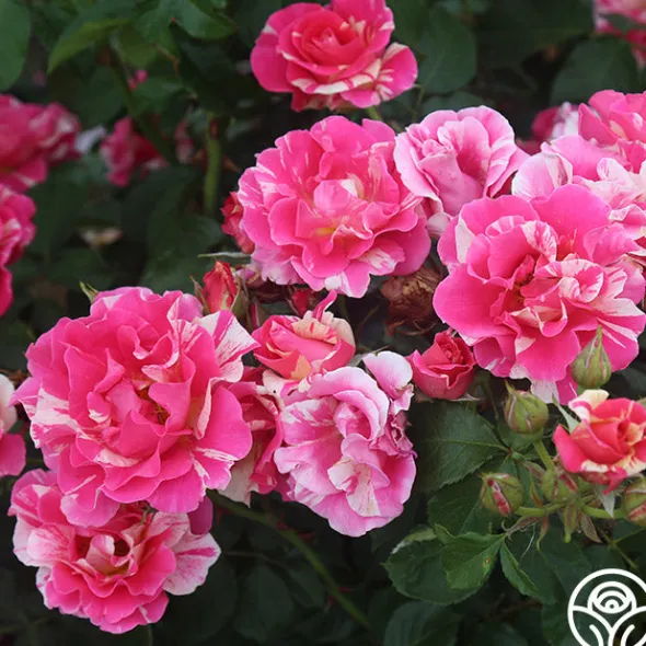 Heirloom Roses Candy Land Outlet