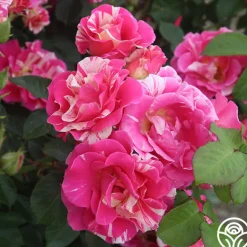 Heirloom Roses Candy Land Outlet