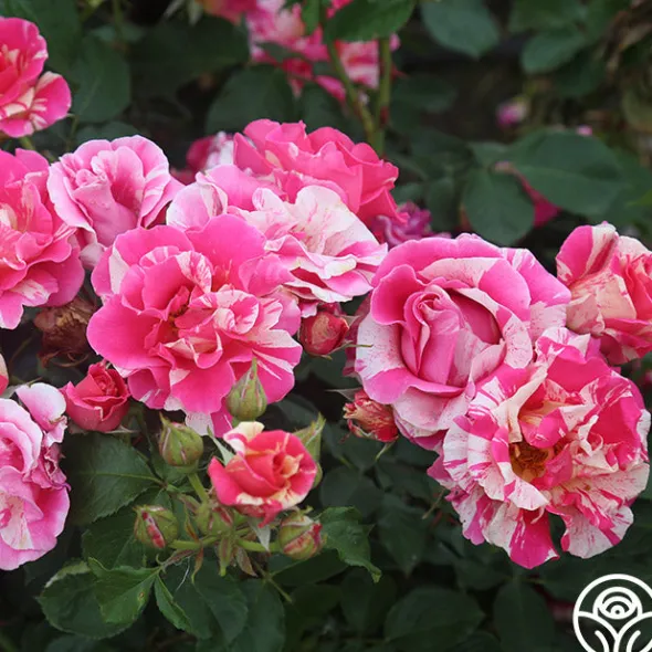 Heirloom Roses Candy Land Outlet
