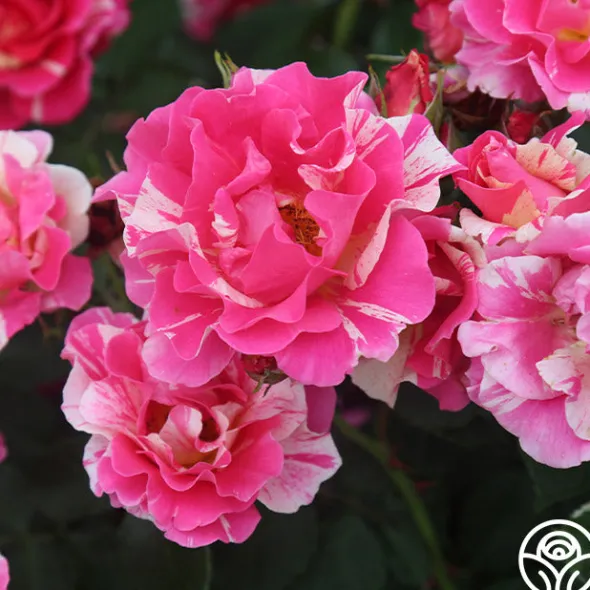 Heirloom Roses Candy Land Outlet