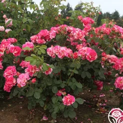 Heirloom Roses Candy Land Outlet