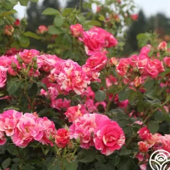 Heirloom Roses Candy Land Outlet