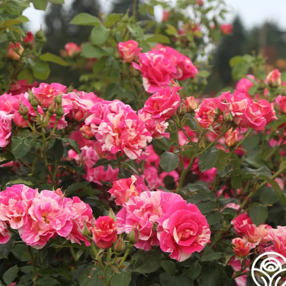 Heirloom Roses Candy Land Outlet