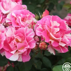 Heirloom Roses Candy Land Outlet