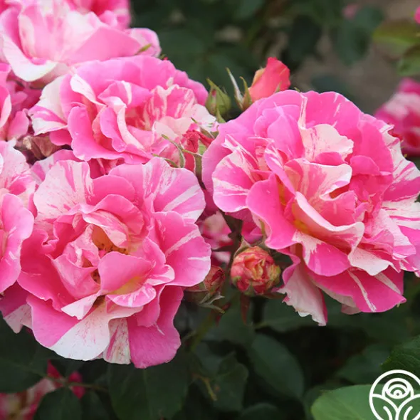 Heirloom Roses Candy Land Outlet
