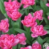 Heirloom Roses Candy Time Outlet