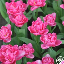 Heirloom Roses Candy Time Outlet
