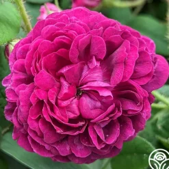 Heirloom Roses Capitaine John Ingram Discount