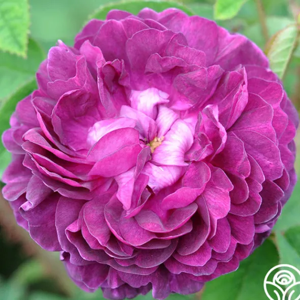 Heirloom Roses Capitaine John Ingram Discount