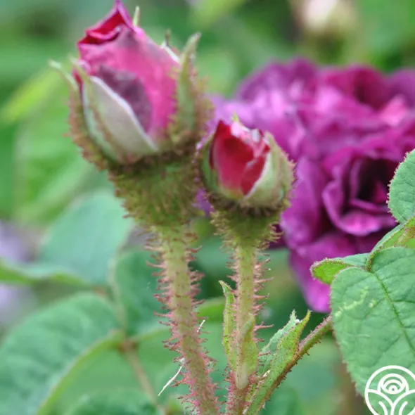 Heirloom Roses Capitaine John Ingram Discount