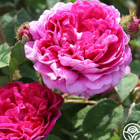 Heirloom Roses Capitaine John Ingram Discount