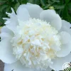 Heirloom Roses Capital Dome New