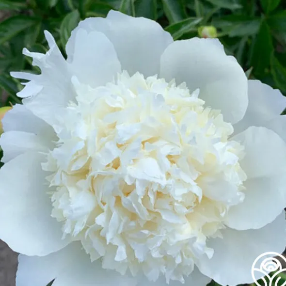 Heirloom Roses Capital Dome New