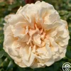 Heirloom Roses Caramel Kiss Outlet
