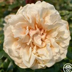 Heirloom Roses Caramel Kiss Outlet