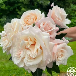 Heirloom Roses Caramel Kiss Outlet