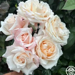 Heirloom Roses Caramel Kiss Outlet