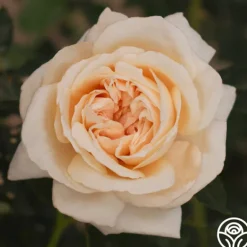 Heirloom Roses Caramel Kiss Outlet
