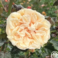 Heirloom Roses Caramel Kiss Outlet