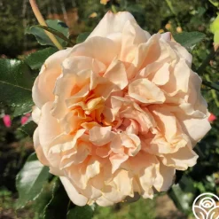Heirloom Roses Caramel Kiss Outlet