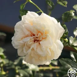 Heirloom Roses Caramel Kiss Outlet