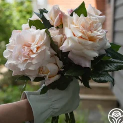 Heirloom Roses Caramel Kiss Outlet
